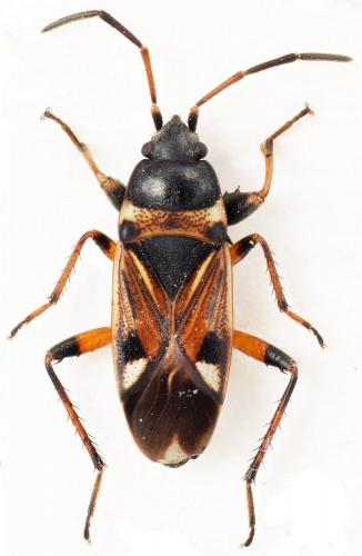 Raglius alboacuminatus